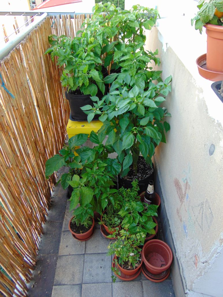 balkon.jpg