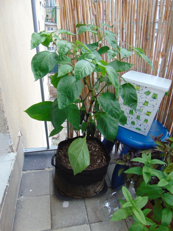 chilli-2018-01.jpg