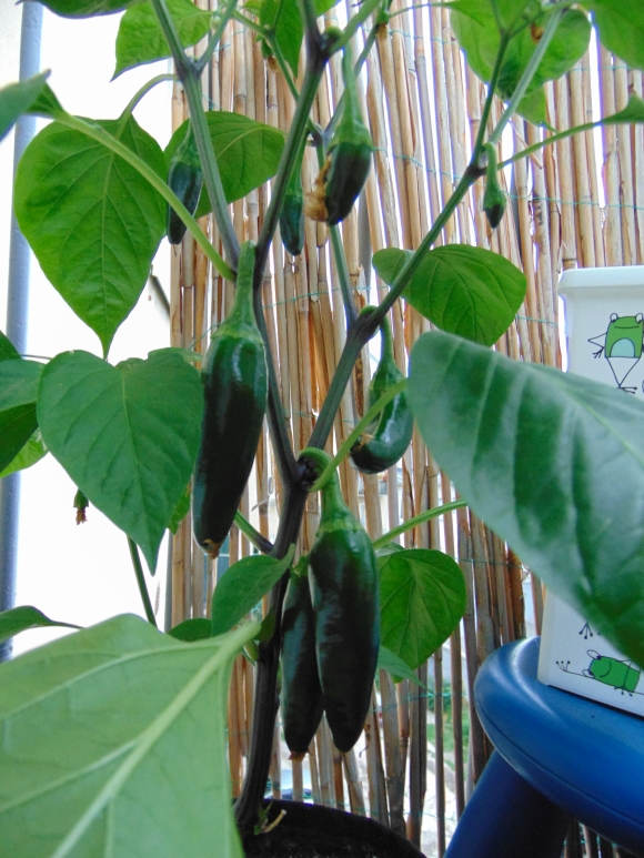 chilli-2018-02.jpg