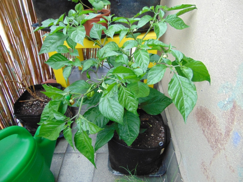 chilli-2018-03.jpg