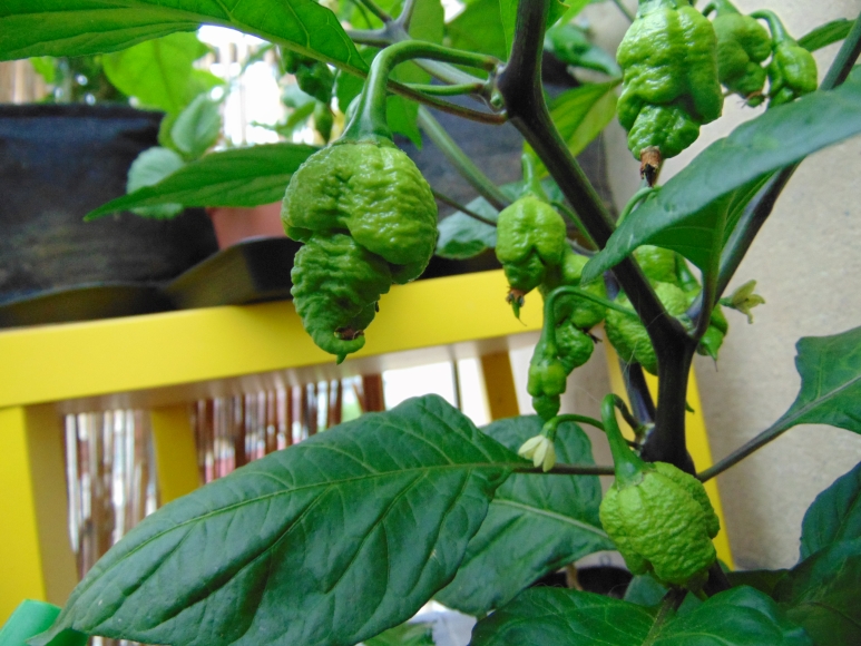 chilli-2018-04.jpg