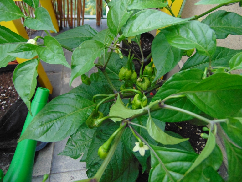chilli-2018-05.jpg