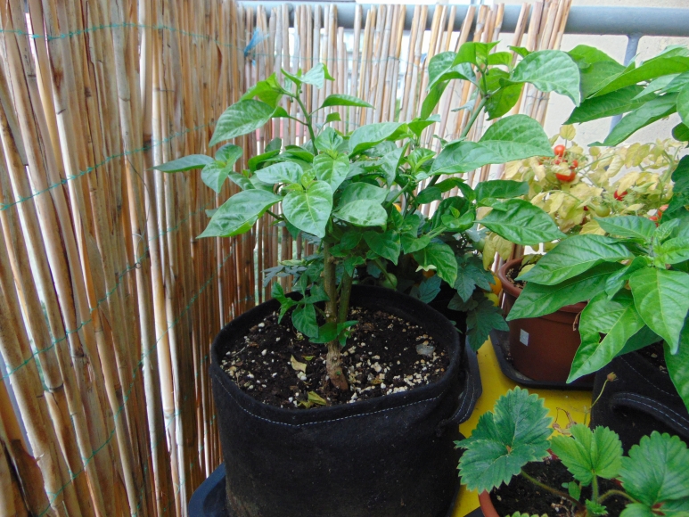 chilli-2018-06.jpg