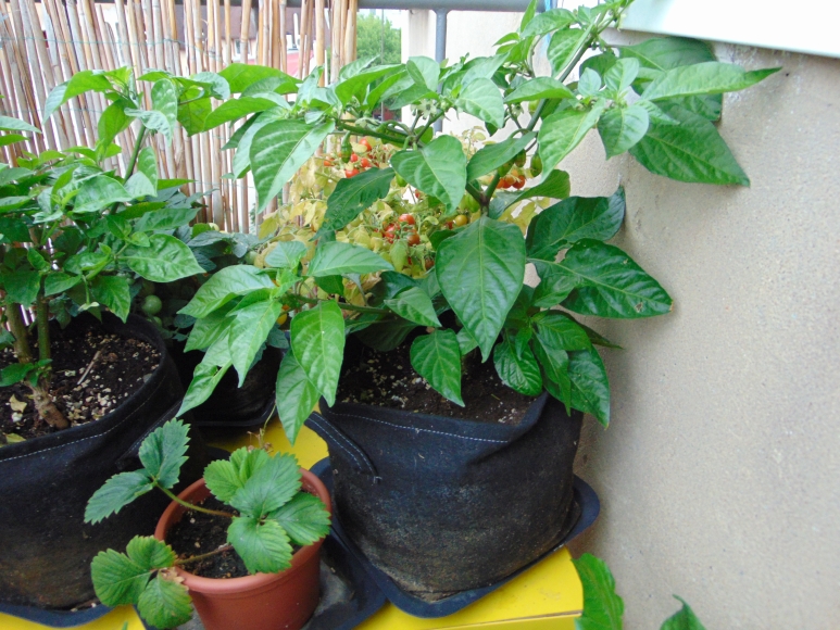 chilli-2018-07.jpg