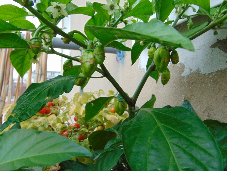 chilli-2018-08.jpg