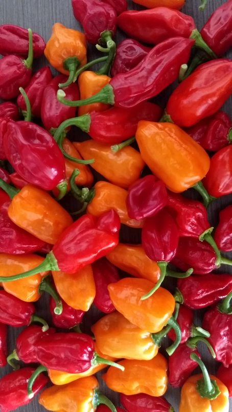 chilli.jpg