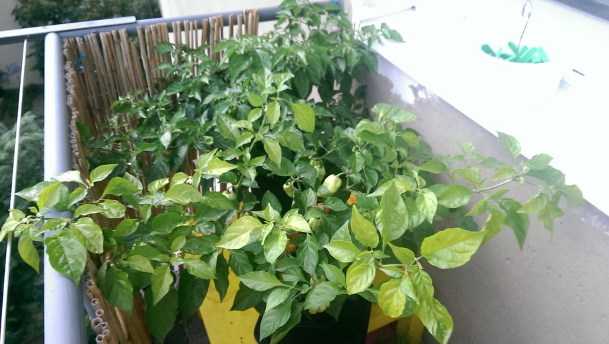 chilli02.jpg
