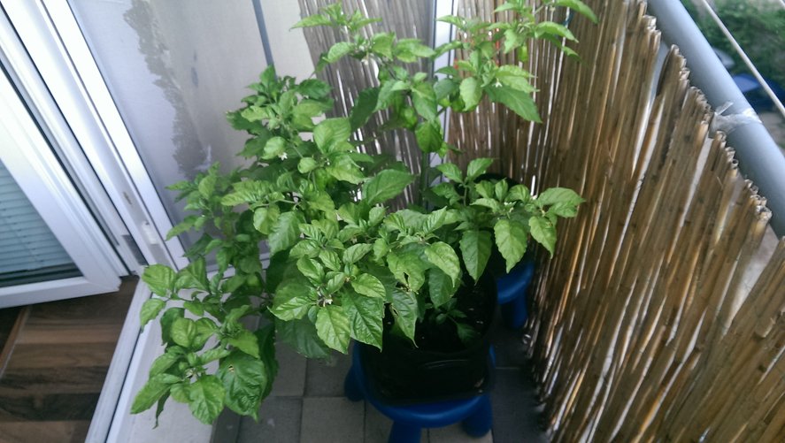 chilli04.jpg