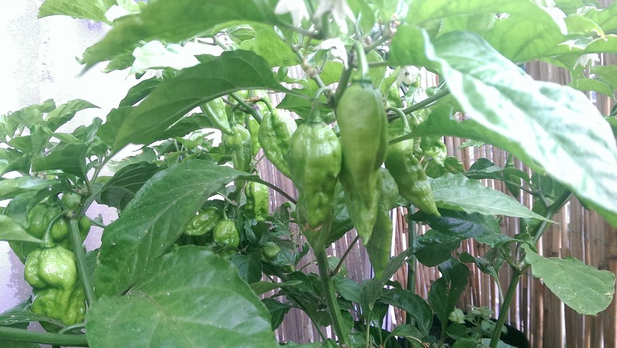 chilli05.jpg