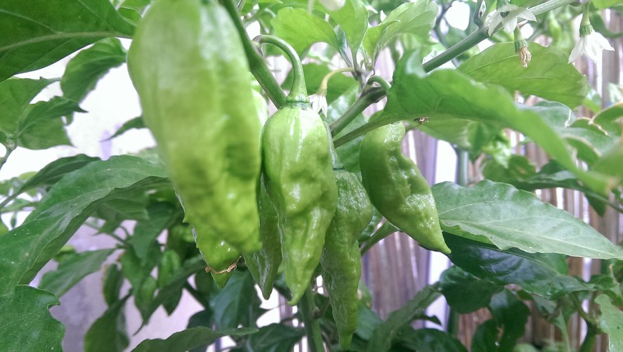 chilli08.jpg