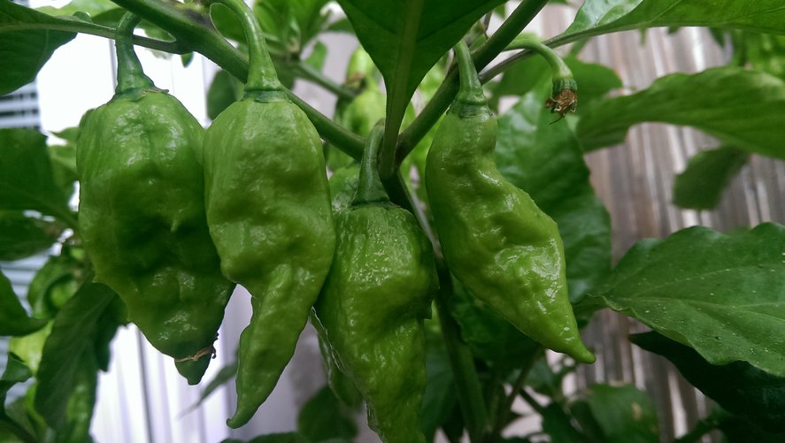 chilli09.jpg