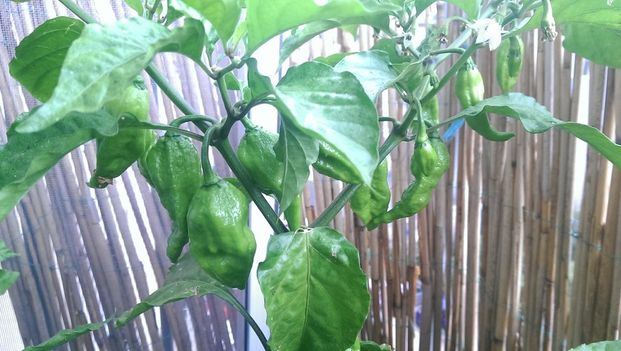 chilli11.jpg