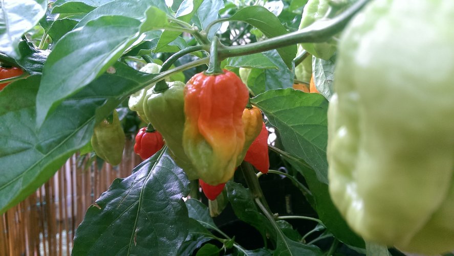 chilli12.jpg