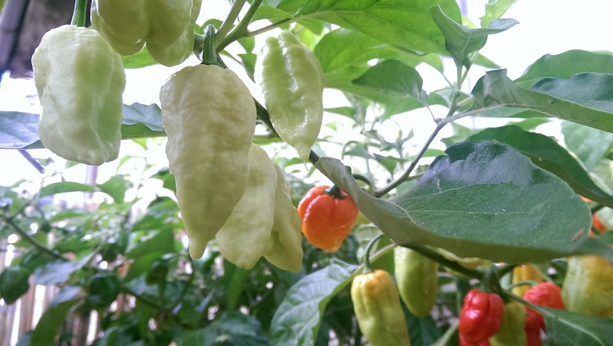 chilli13.jpg
