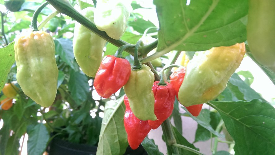 chilli14.jpg