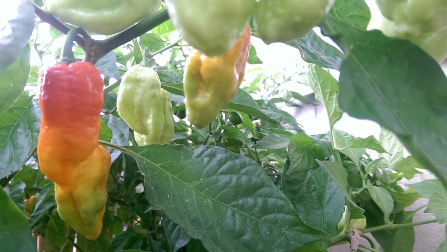 chilli15.jpg