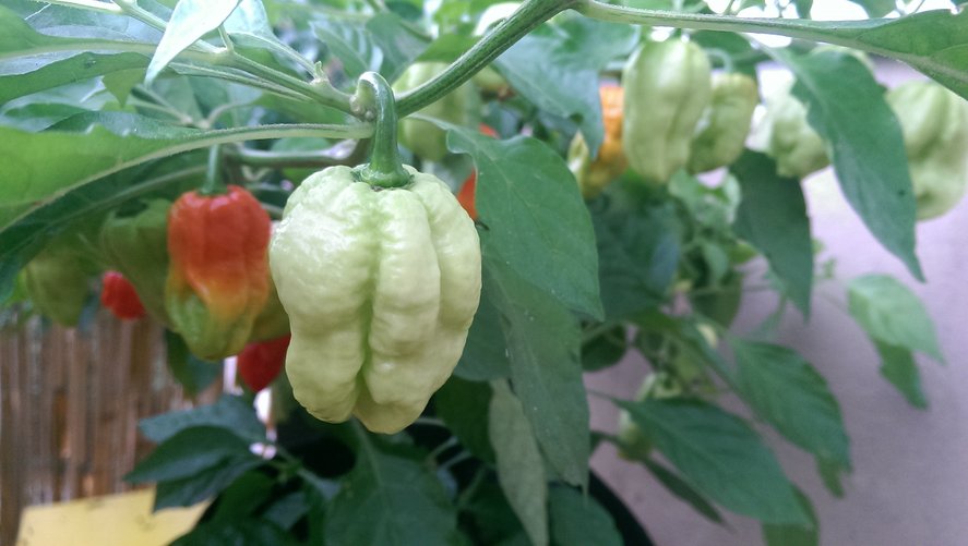 chilli16.jpg