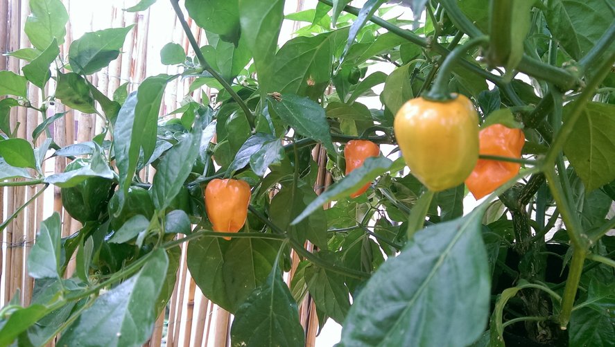 chilli17.jpg