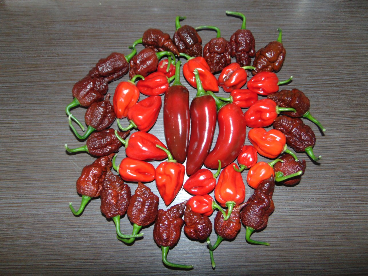 chilli18-1.jpg