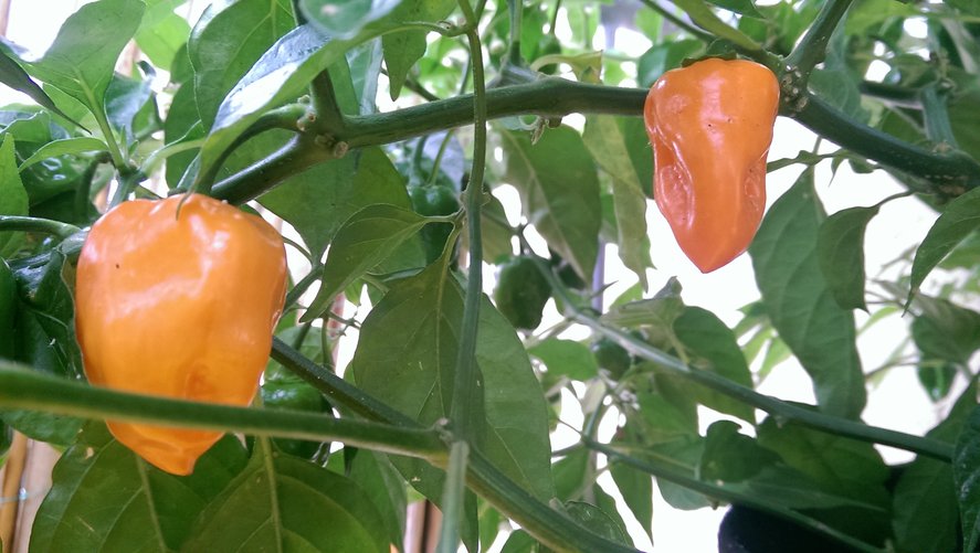 chilli18.jpg