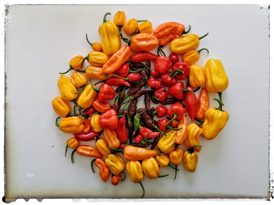 chilli_2020_4.jpg