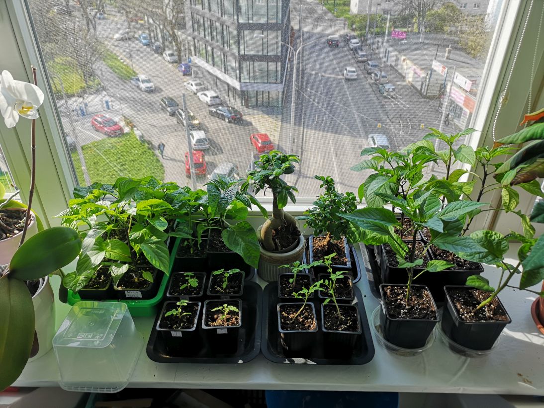 chilli_2021.jpg