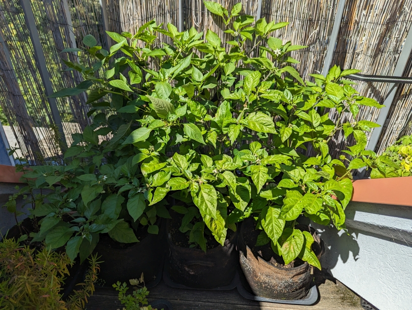 chilli_2023.jpg